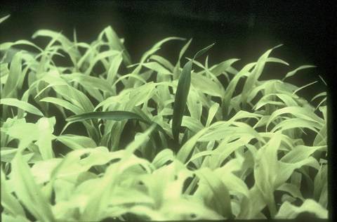 id_screening_success_480px.jpg id_screening_success_480px.jpg